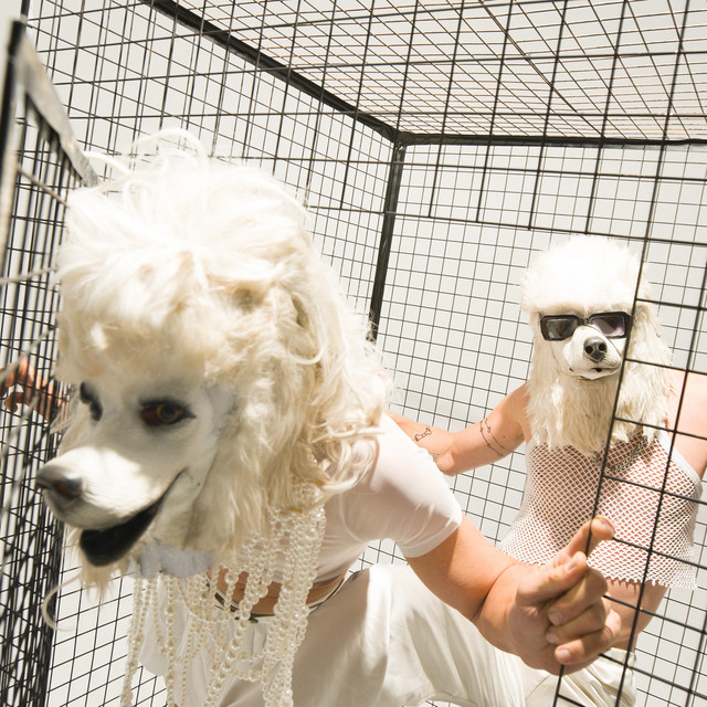 Dogshow